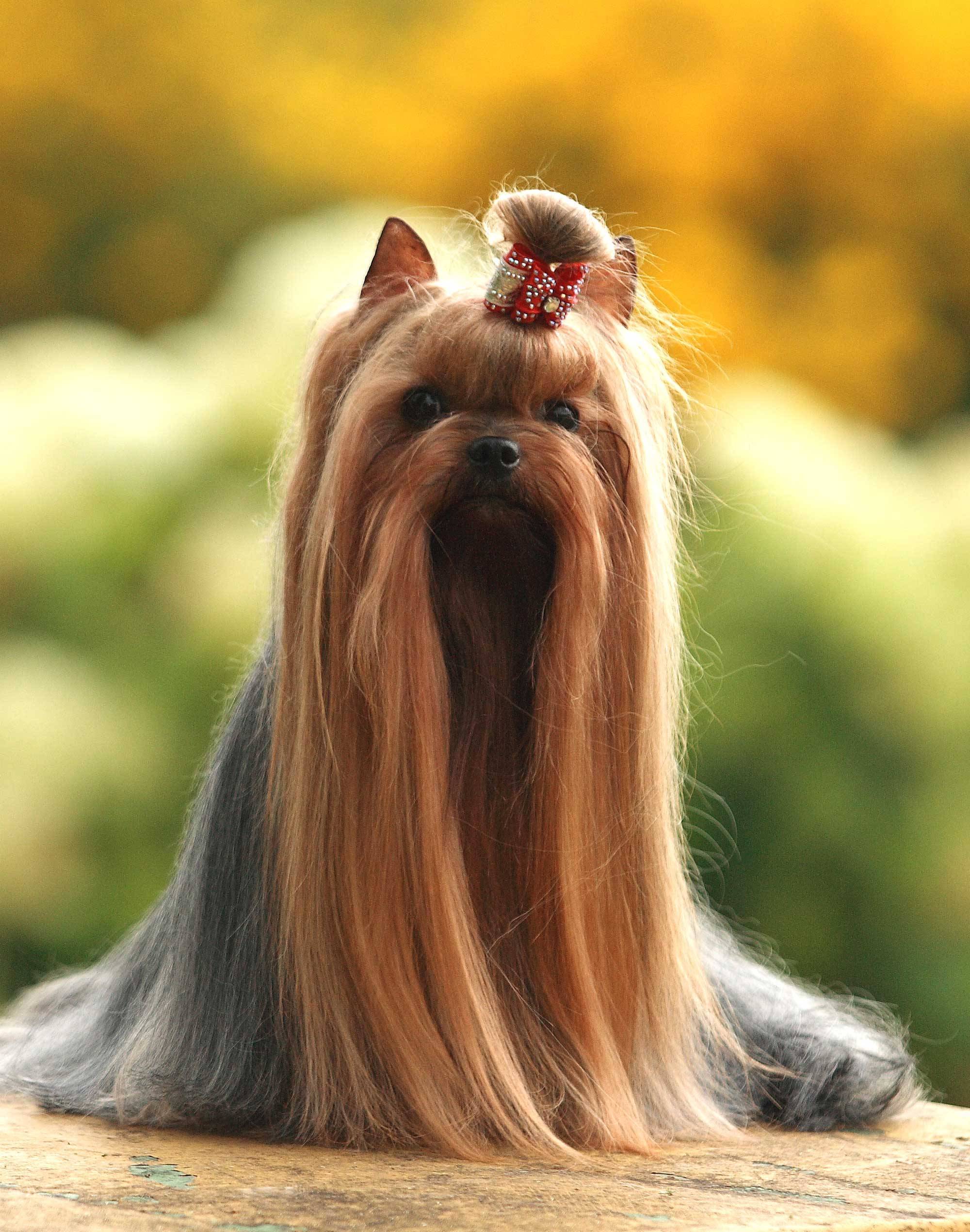 photo de chien coiffé n°1