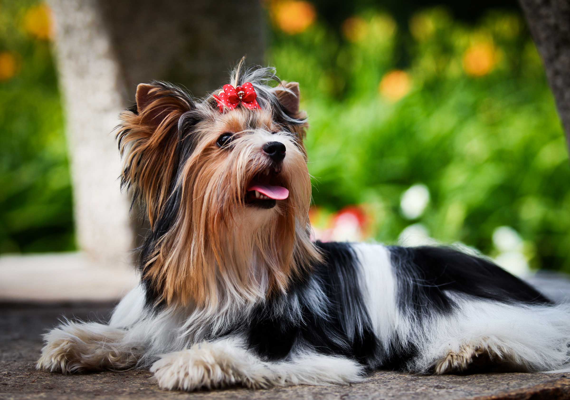 photo de chien coiffé n°5