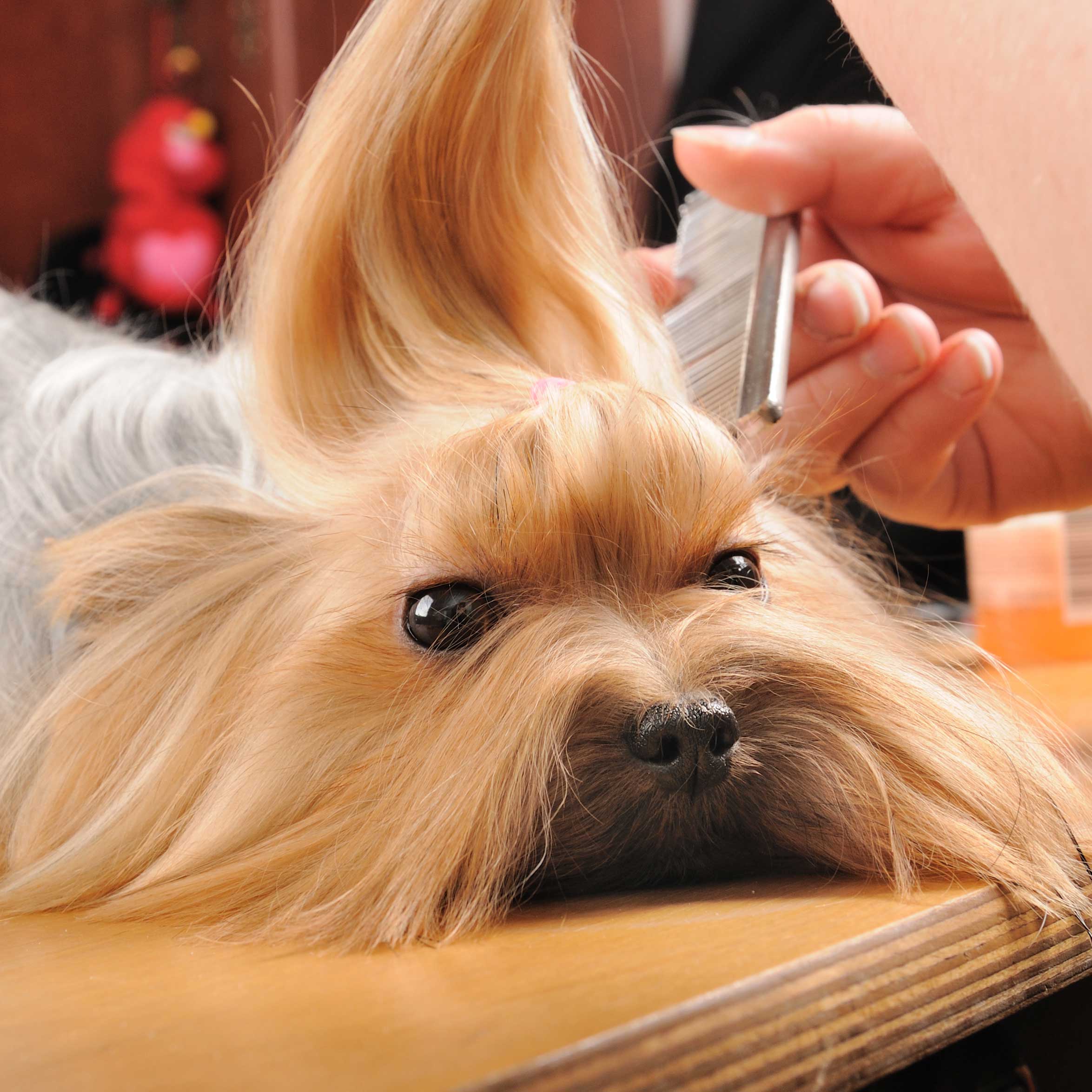 photo de chien coiffé n°6