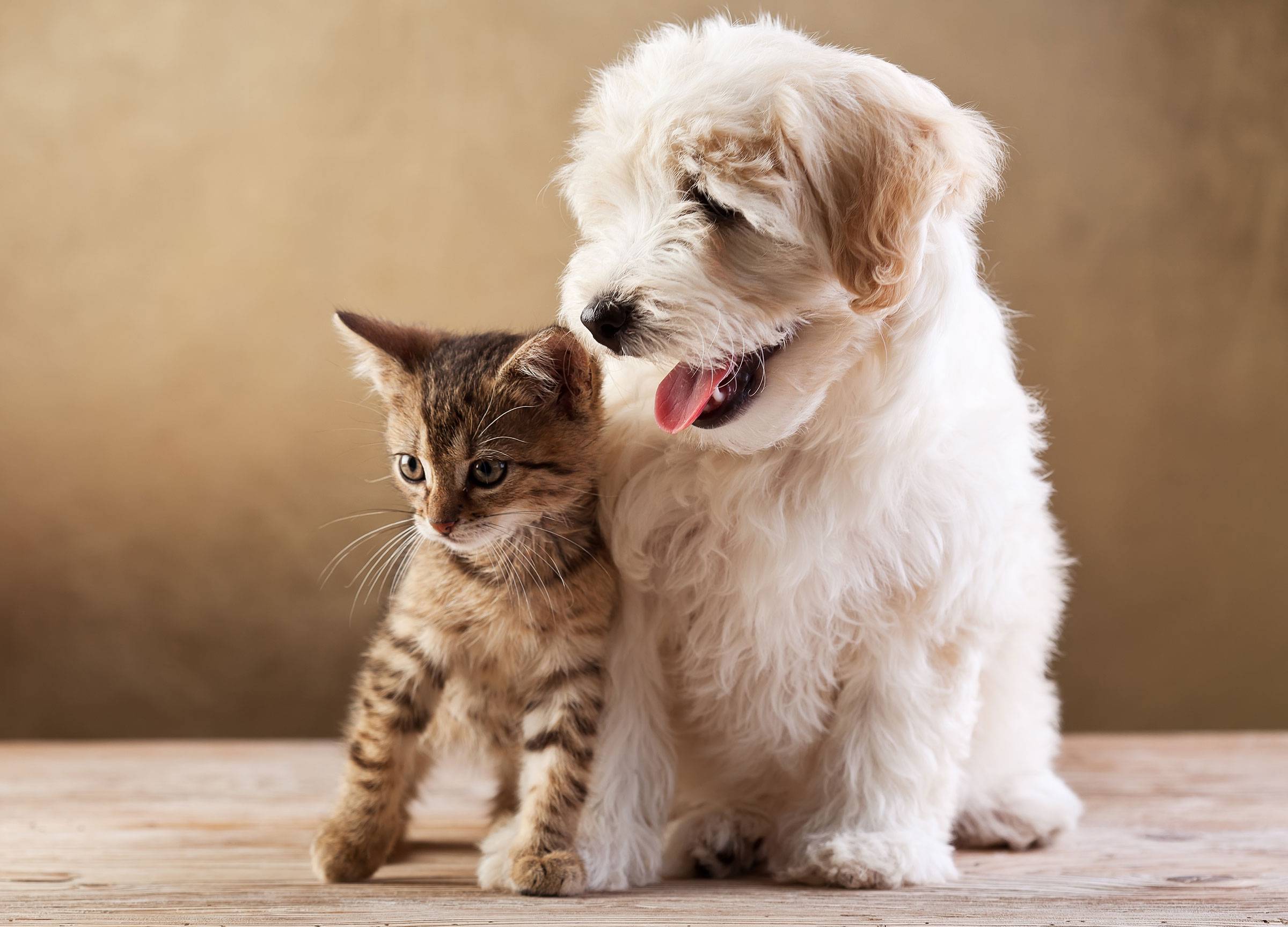 photo de chien coiffé n°4