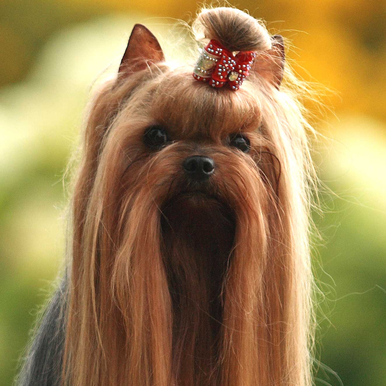 chien coiffé