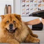 toilette chien