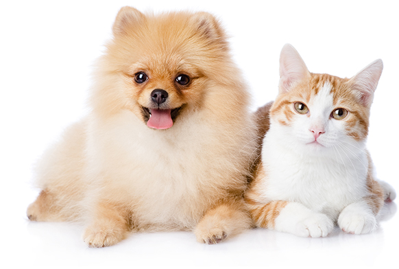 Nos amis les chiens et les chats