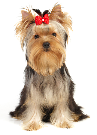 le chien