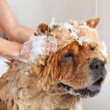toilette chien