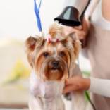 toilette chien